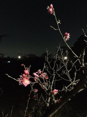 大阪城公園.jpg